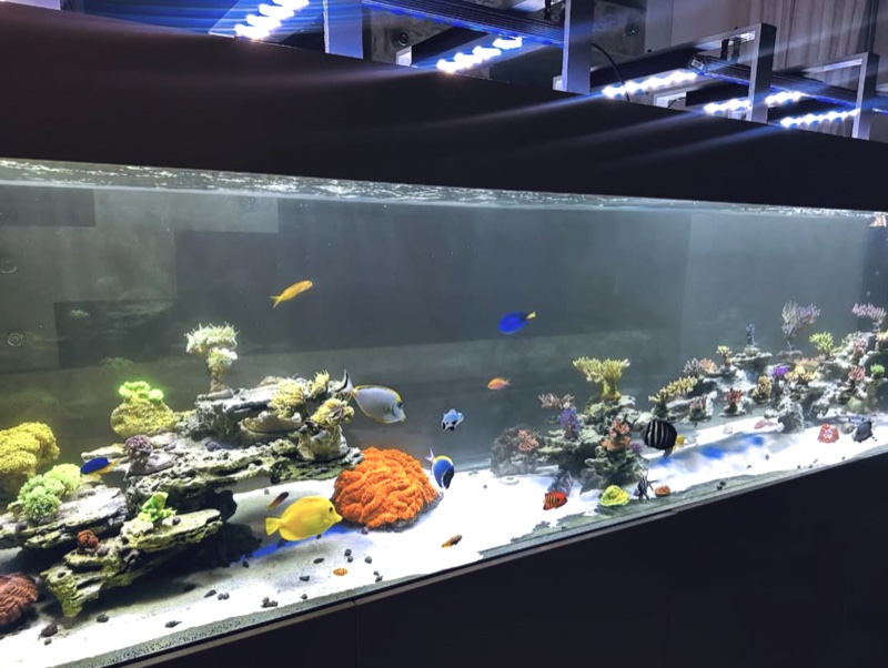 Aquarium by @junio_melo_reefshow