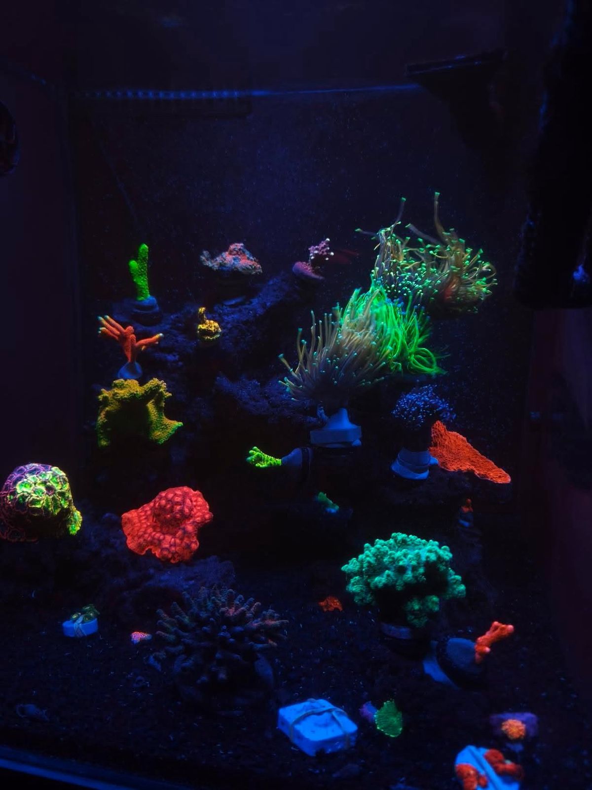 Aquarium by @major_reef