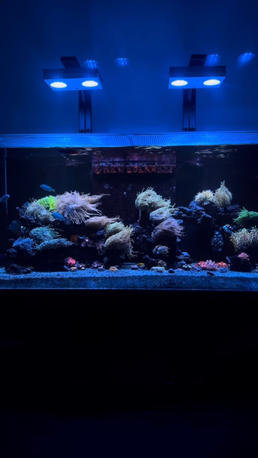Aquarium by @newedenreef