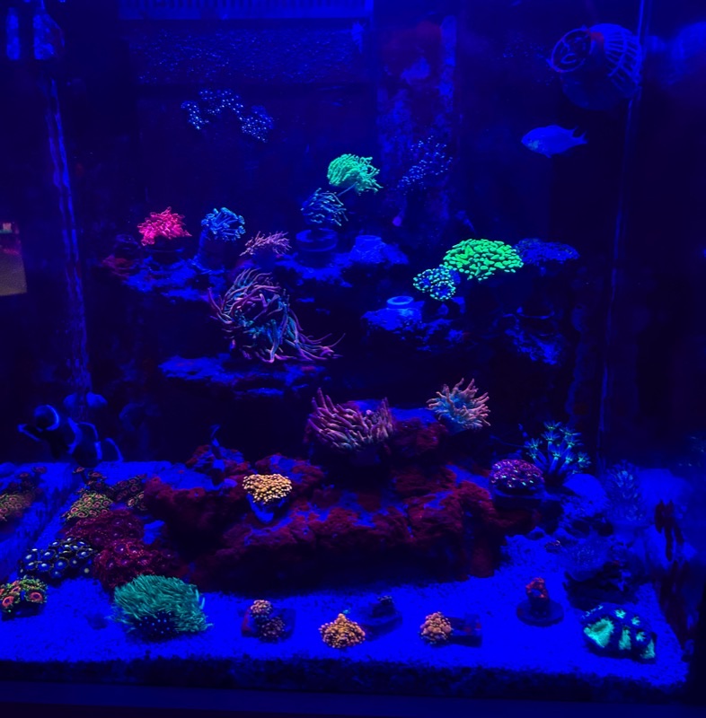 Aquarium by @pita.reef