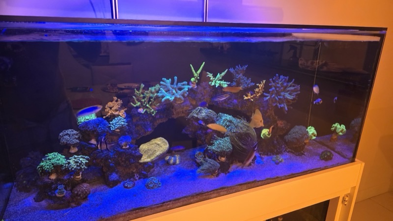 Aquarium by @reef.307