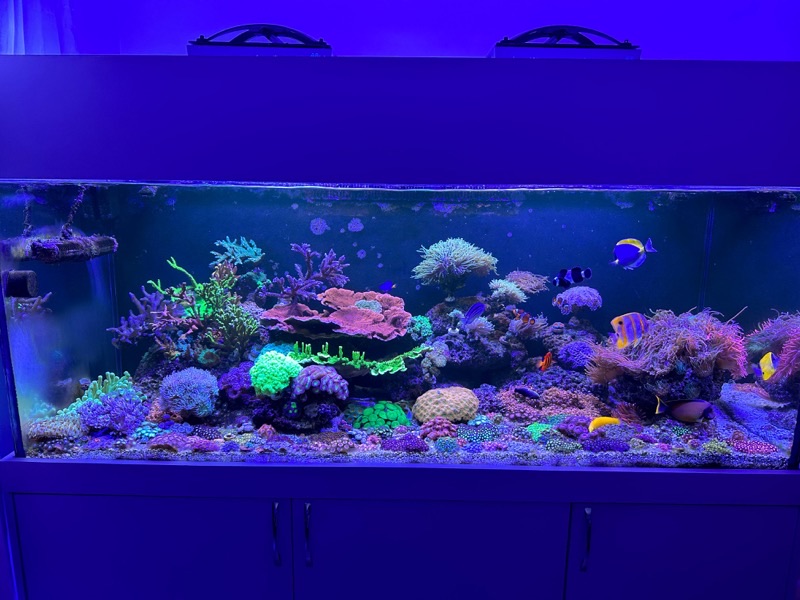 Aquarium by @reef_luiz