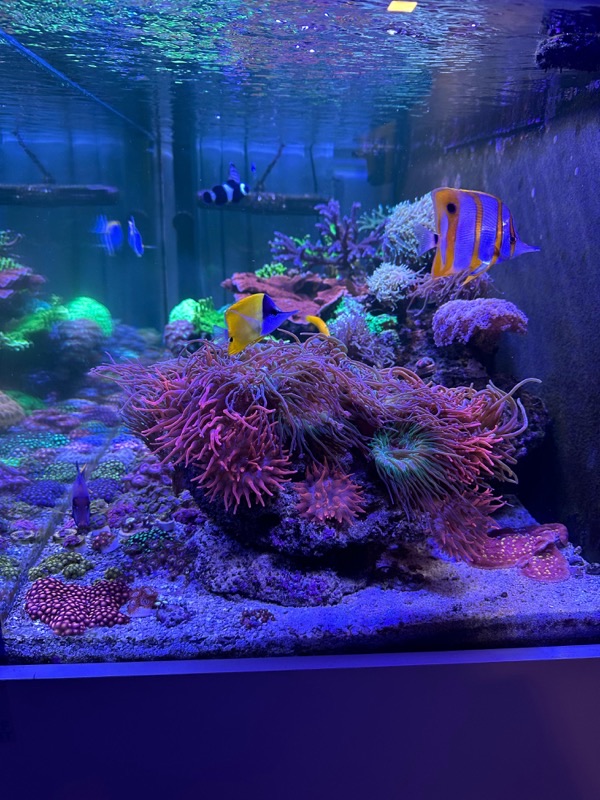 Aquarium by @reef_luiz