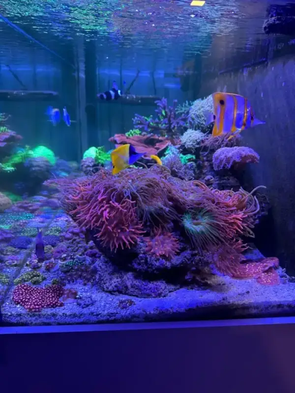 Aquarium by @reef_luiz