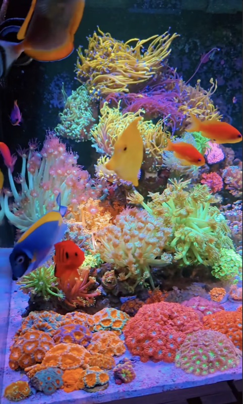 Aquarium by @reef_in_family