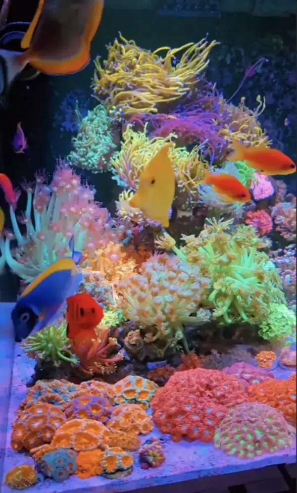 Aquarium by @reef_in_family