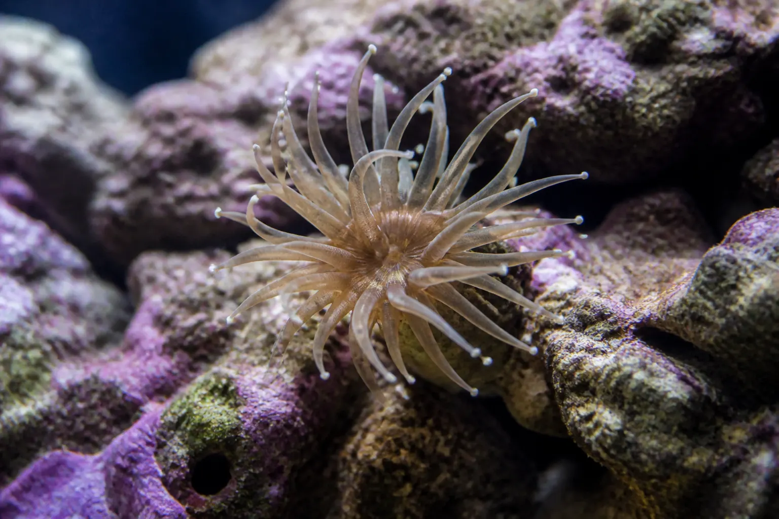 Aiptasia expandida em aquário marinho com live rock e algas coralinas ao fundo com apoio do ReefFlow