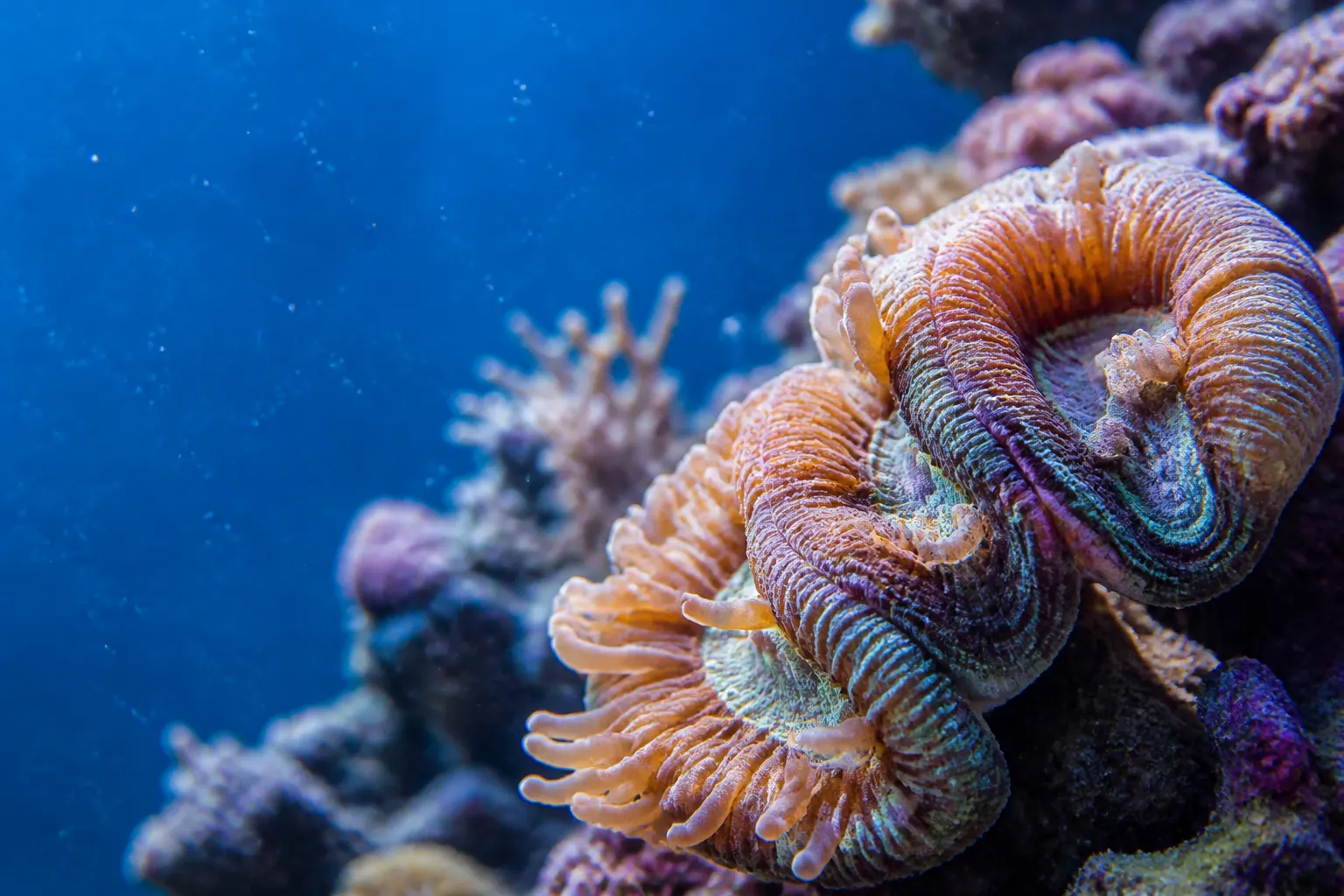 Coral LPS com tentáculos estendidos durante alimentação em aquário marinho com apoio do ReefFlow