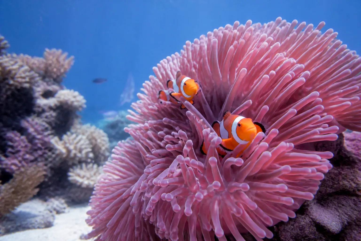 Casal de peixe-palhaço entre os tentáculos de uma anêmona-bola rosa em aquário marinho reef tank com apoio do ReefFlow