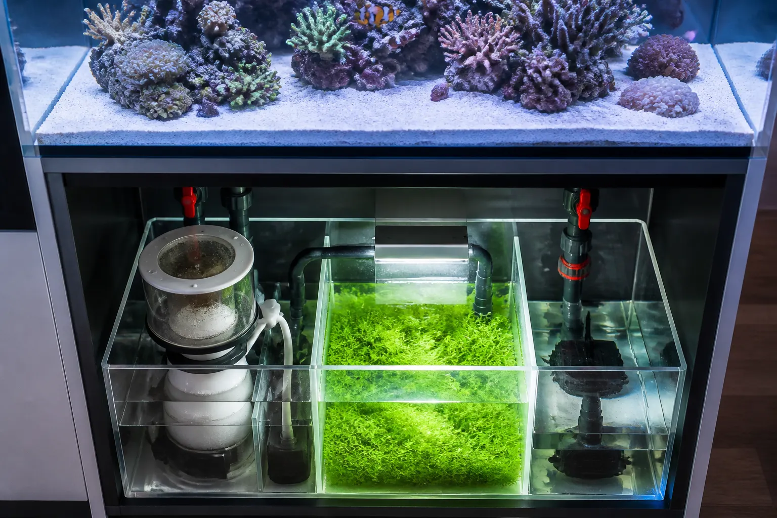 Sump de aquário marinho com três compartimentos em acrílico: câmara do skimmer, refúgio com Chaetomorpha sob luz de cultivo e câmara de retorno com bomba submersível com apoio do ReefFlow