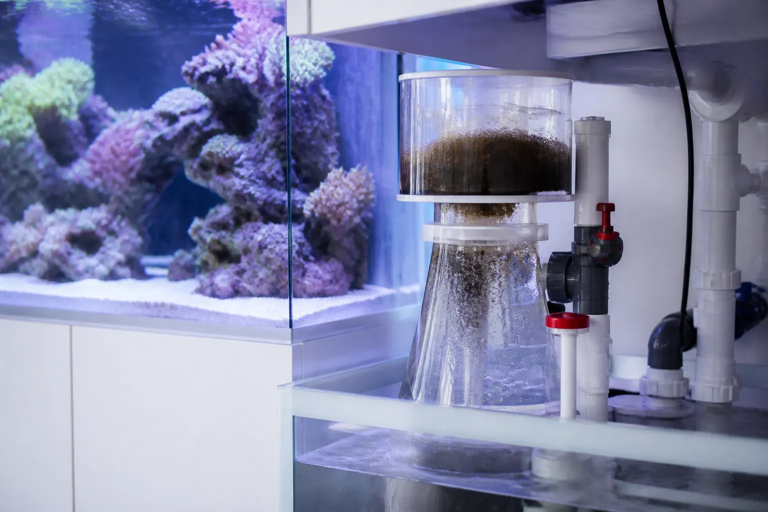 Protein skimmer em funcionamento dentro de um sump de reef tank com microbubbles visíveis e coletor de skimmate com apoio do ReefFlow