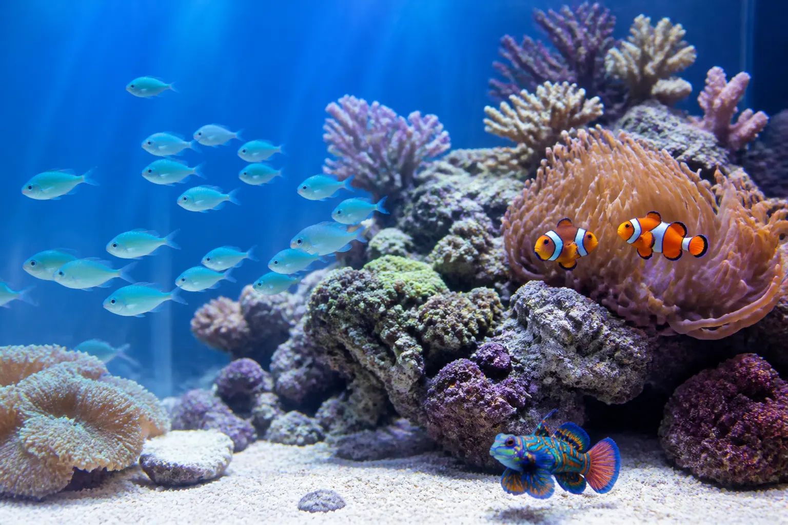 Aquário marinho com diversidade de peixes compatíveis, incluindo chromis, palhaços e peixe-mandarim convivendo em harmonia entre corais e rochas vivas com apoio do ReefFlow