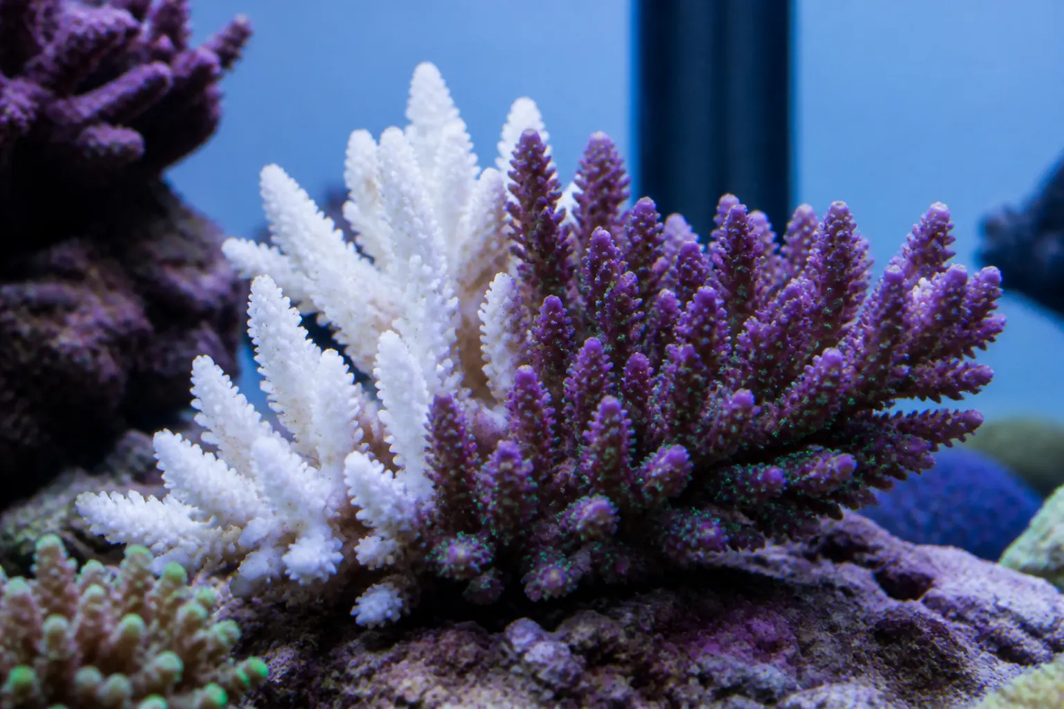 Coral Acropora com branqueamento parcial em aquário marinho, mostrando contraste entre tecido saudável e esqueleto branco exposto com apoio do ReefFlow