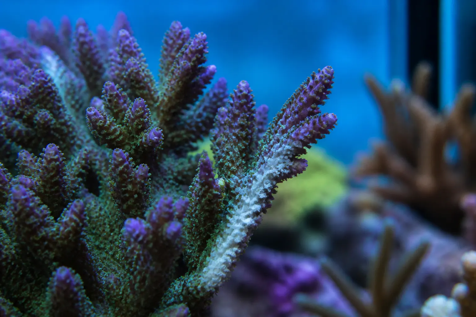 Coral Acropora com linha de necrose branca avançando na base da colônia em aquário marinho reef com apoio do ReefFlow