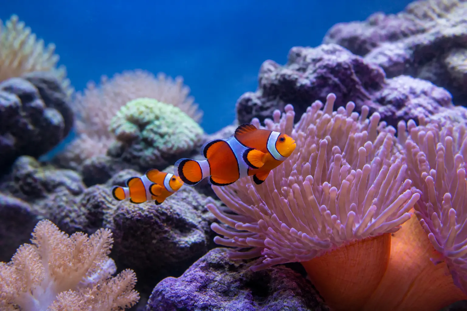 Par de peixe-palhaço (Amphiprion ocellaris) nadando próximo a uma anêmona bolha em aquário marinho com corais e rocha viva com apoio do ReefFlow