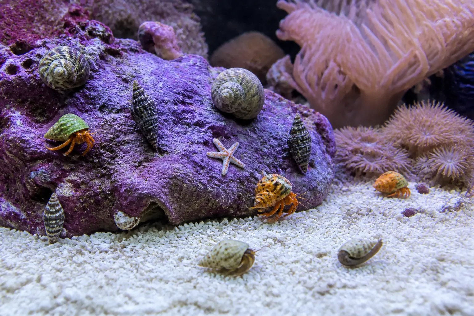 Equipe de limpeza em aquário marinho com caramujos turbo, ermitões, nassarius no substrato de areia e asterina nas rochas com apoio do ReefFlow