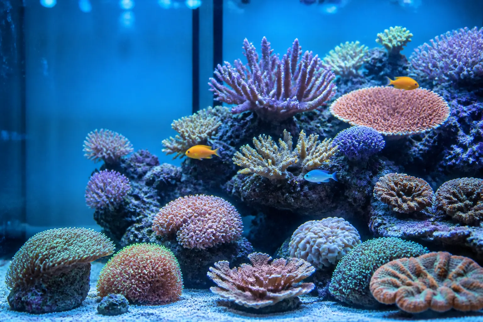 Aquário marinho reef com corais SPS e LPS saudáveis, tentáculos expandidos e água cristalina, representando estabilidade de parâmetros com apoio do ReefFlow