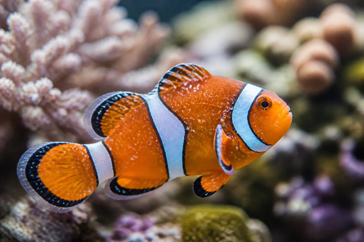 Peixe marinho com pontos brancos característicos do ich marinho (Cryptocaryon irritans) em aquário reef tank com apoio do ReefFlow