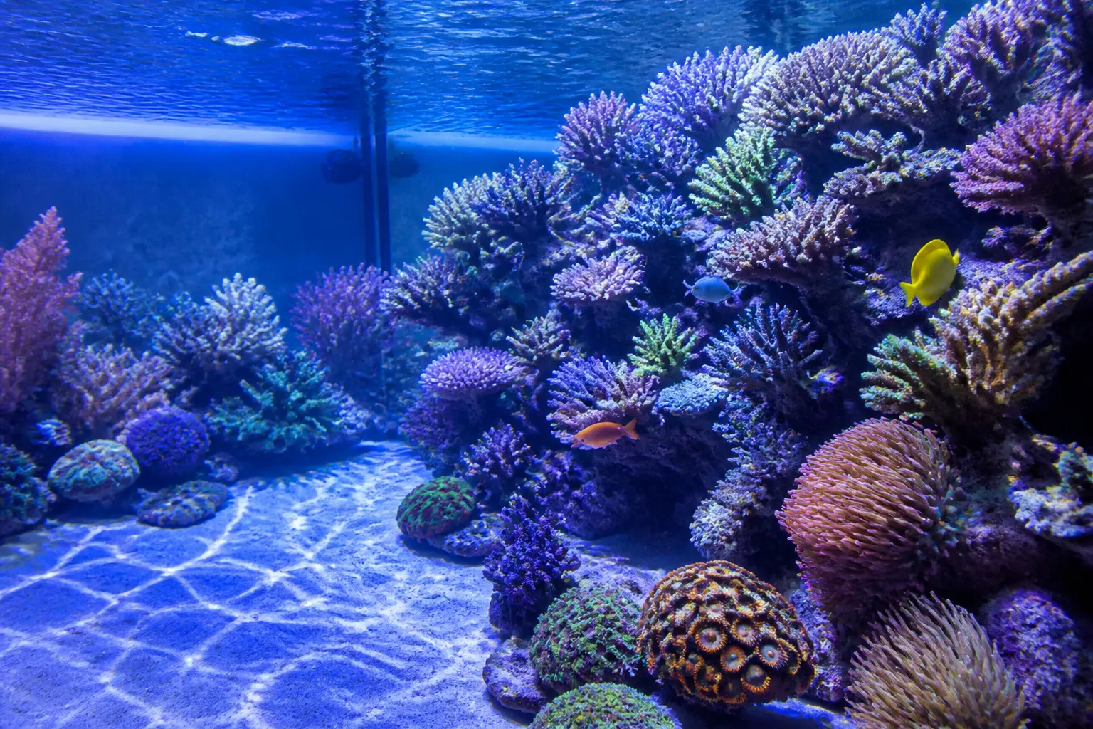 Aquário reef com corais SPS e LPS sob iluminação LED azul e branca, mostrando fluorescência natural dos corais com apoio do ReefFlow