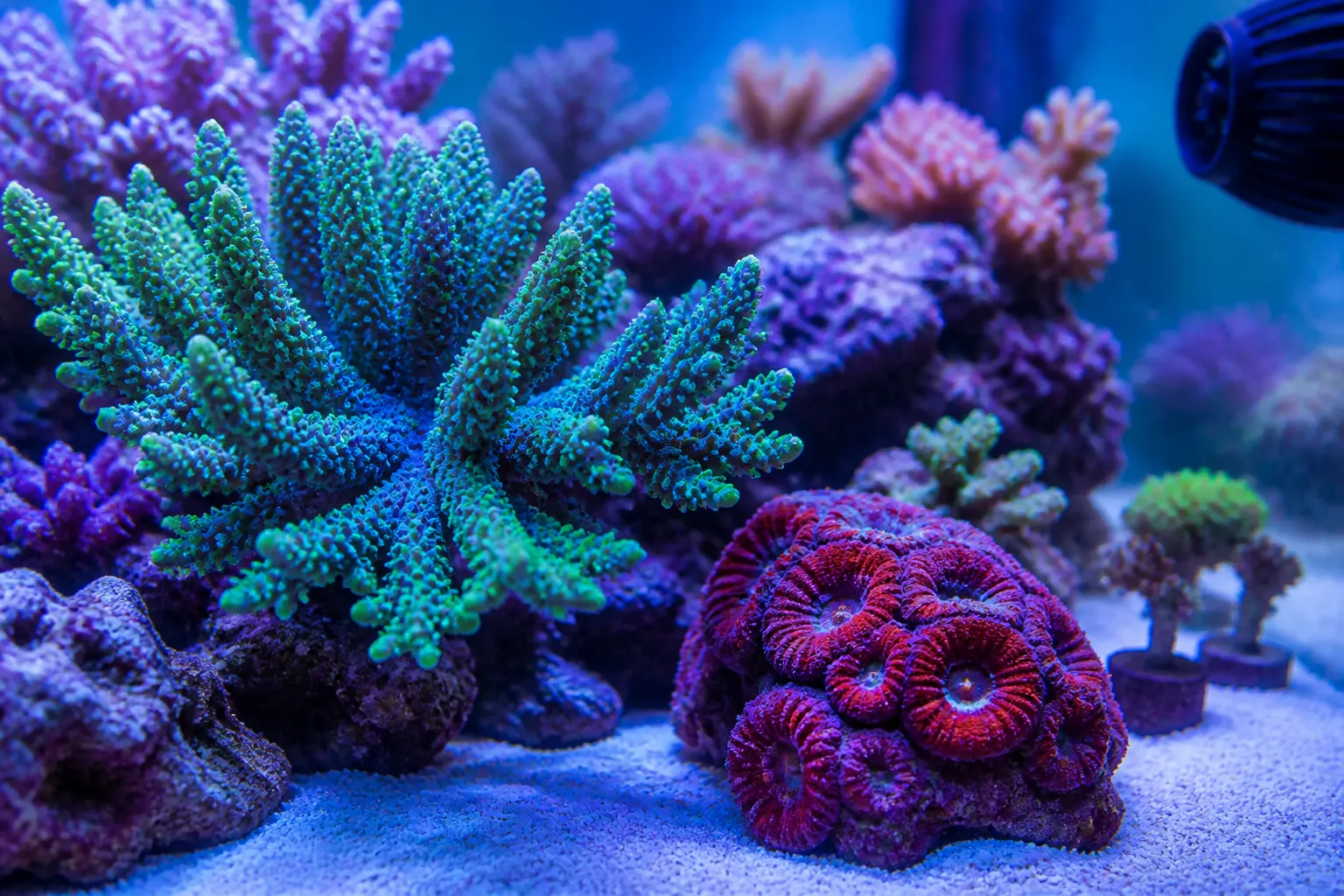 Corais coloridos em aquário marinho reef tank com iluminação azul e violeta destacando pigmentos fluorescentes com apoio do ReefFlow