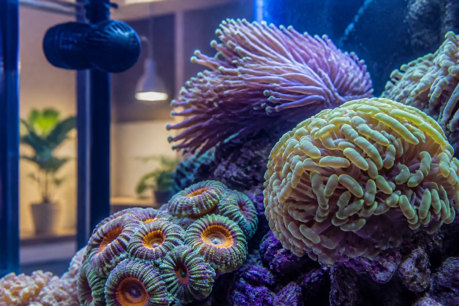 Aquário marinho com corais LPS — hammer coral, torch coral e candy cane coral com pólipos expandidos sob iluminação azul actinic com apoio do ReefFlow