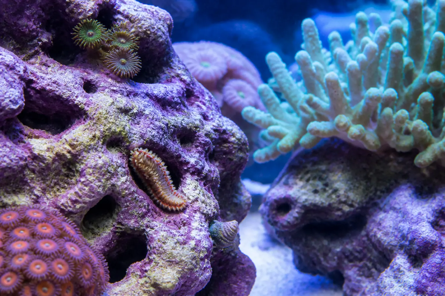 Rocha viva em aquário marinho com invertebrados e verme de cerdas emergindo das cavidades — pragas comuns no reef tank com apoio do ReefFlow