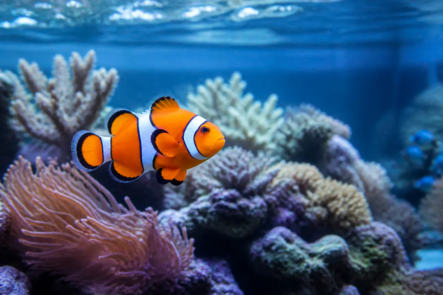 Peixe-palhaço Amphiprion ocellaris em aquário marinho recifal com iluminação azul com apoio do ReefFlow