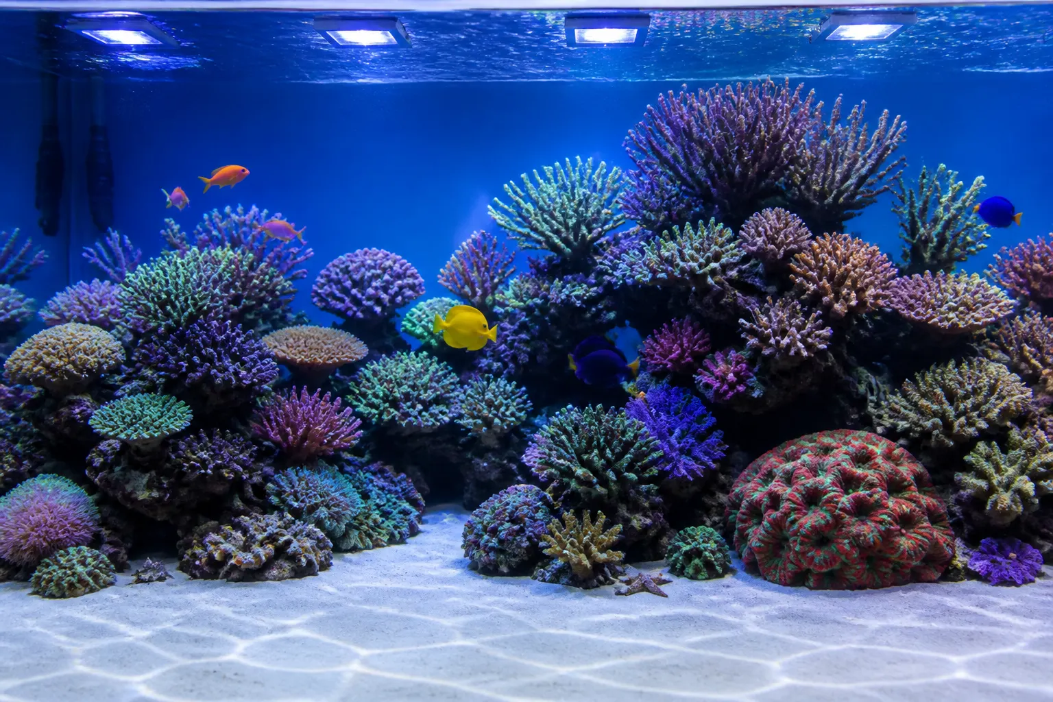Aquário marinho reef tank com corais SPS e LPS coloridos e peixes tropicais sob iluminação LED com apoio do ReefFlow