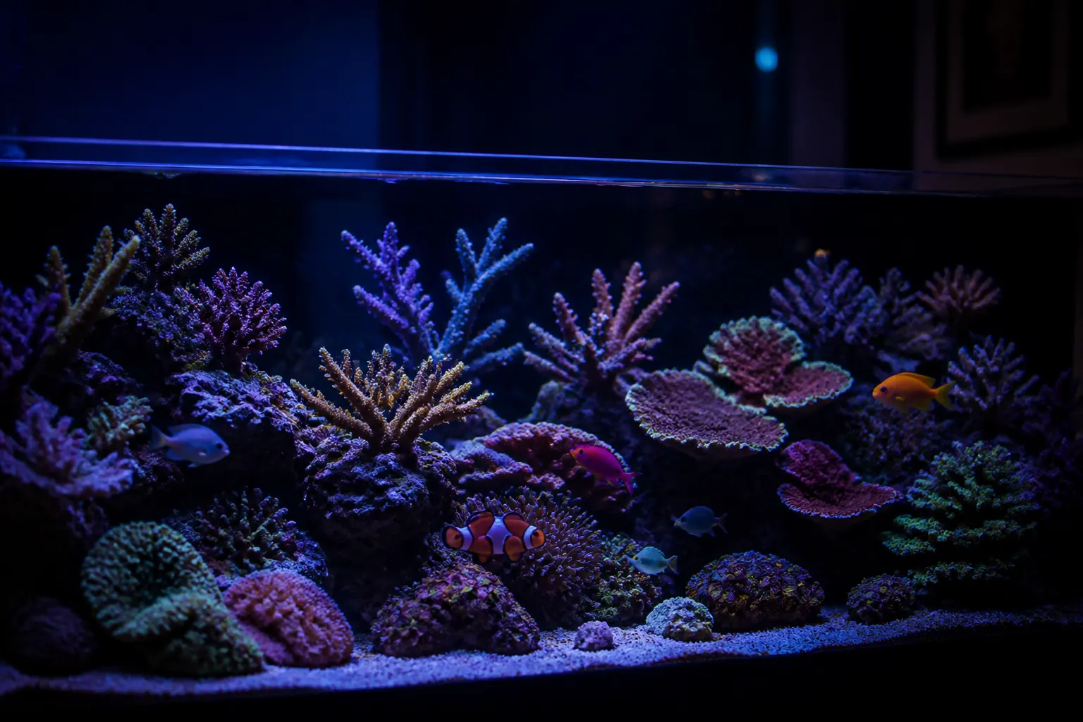 Aquário marinho recifal sem energia com corais SPS e LPS visíveis sob luz ambiente fraca, sugerindo situação de emergência por apagão com apoio do ReefFlow