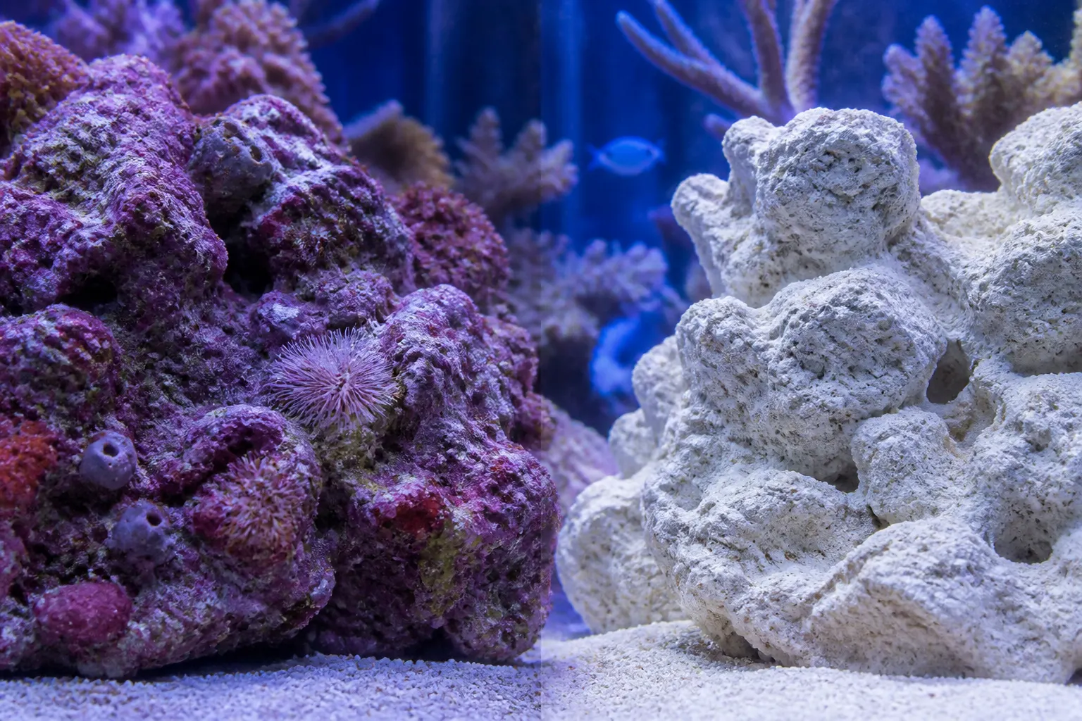 Comparação entre rocha viva colonizada com algas coralinas e esponjas e rocha seca em aquário marinho com apoio do ReefFlow