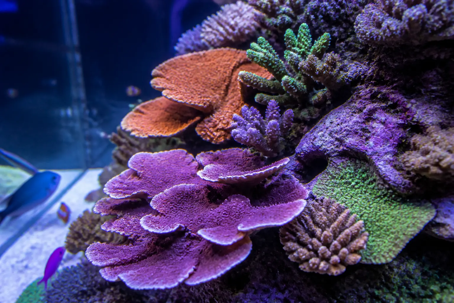 Reef tank com corais SPS coloridos incluindo placas de Montipora e colônias de Pocillopora com pólipos estendidos sob iluminação LED azul e branca com apoio do ReefFlow