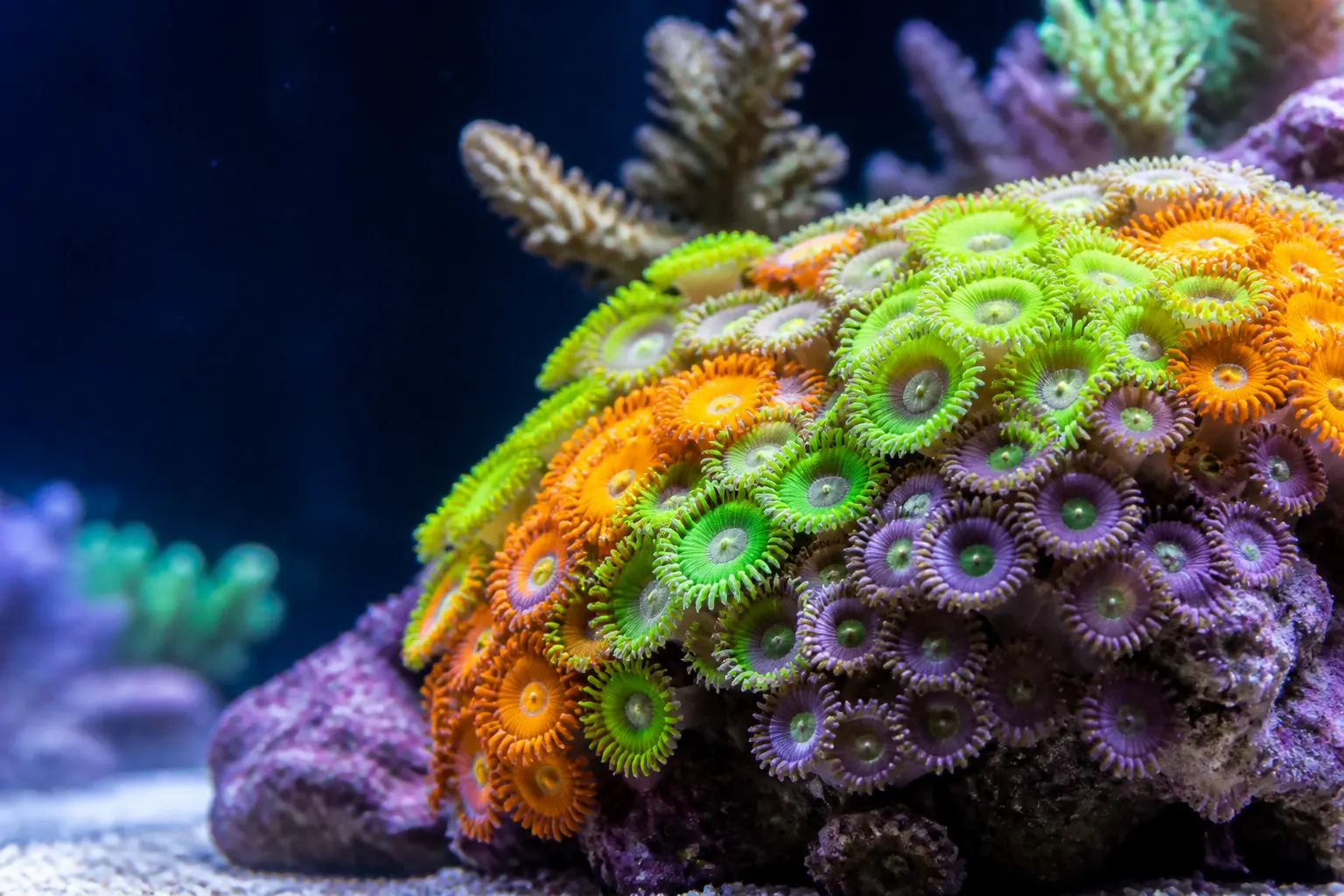 Colônia colorida de zoanthus e palitoa com pólipos totalmente abertos em aquário marinho com apoio do ReefFlow